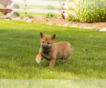 Small #2 Shiba Inu
