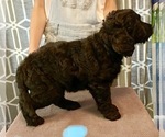 Small Photo #5 Goldendoodle Puppy For Sale in SAVANNA, IL, USA