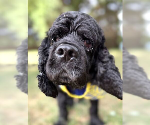 Medium Photo #6 Cocker Spaniel Puppy For Sale in Arlington, VA, USA