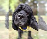 Small #5 Cocker Spaniel