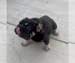 Small Photo #1 French Bulldog Puppy For Sale in BAKERSFIELD, CA, USA
