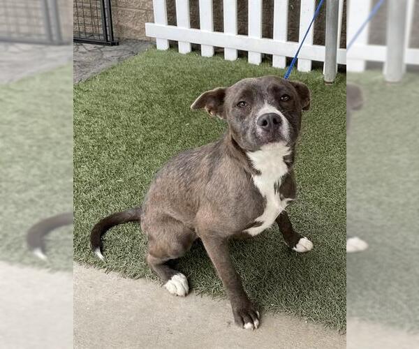 Medium Photo #1 Mutt Puppy For Sale in Modesto, CA, USA