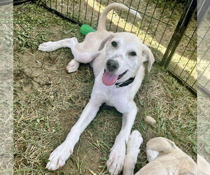 Great Pyrenees-Unknown Mix Dogs for adoption in GILBERTS, IL, USA