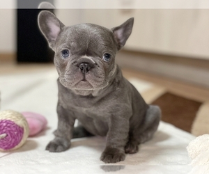 French Bulldog Puppy for sale in NEW YORK, NY, USA