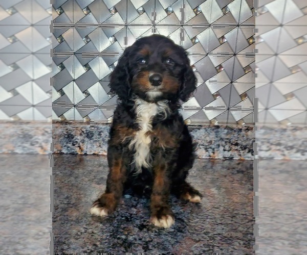 Medium Photo #2 Cavapoo Puppy For Sale in ELKHART, IN, USA