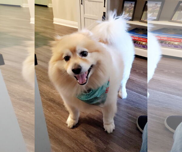 Medium Photo #2 Pomeranian-Samoyed Mix Puppy For Sale in Temecula, CA, USA