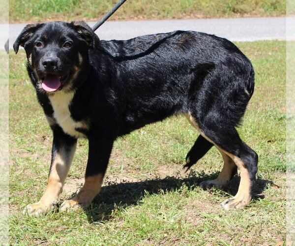 Medium Photo #1 Rottweiler-Unknown Mix Puppy For Sale in Prattville, AL, USA