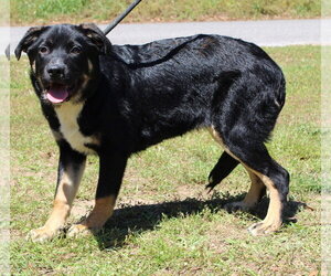Rottweiler-Unknown Mix Dogs for adoption in Prattville, AL, USA