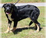 Small Rottweiler Mix