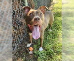Small #3 Labrador Retriever Mix