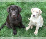 Small Photo #10 Labrador Retriever Puppy For Sale in WOODSTOCK, CT, USA