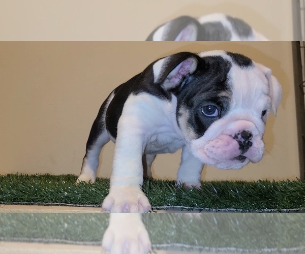 Medium Photo #1 English Bulldog Puppy For Sale in HOUSTON, TX, USA