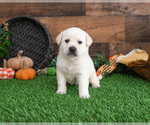 Small #1 Labrador Retriever
