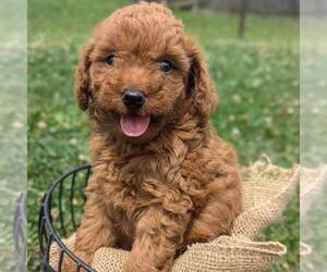 Poodle (Miniature) Puppy for sale in STATE COLLEGE, PA, USA