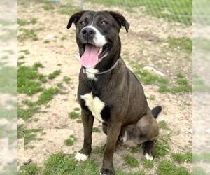American Pit Bull Terrier-Unknown Mix Dogs for adoption in Conroe, TX, USA