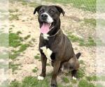 Small American Pit Bull Terrier Mix