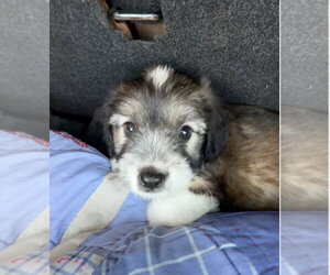 Cooper - Male Shih Tzu-Unknown Mix Dog for Adoption - Photo #2