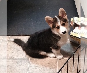 Pembroke Welsh Corgi Puppy for sale in ELLENSBURG, WA, USA