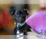 Small #11 Chihuahua Mix