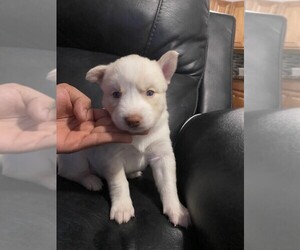 Siberian Husky Puppy for sale in BRENTWOOD, NY, USA