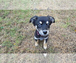 Medium Australian Shepherd-Boxer Mix