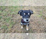 Small Australian Shepherd-Boxer Mix