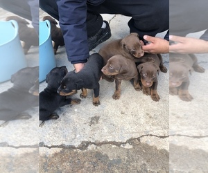 Doberman Pinscher Puppy for sale in SANTA ANA, CA, USA