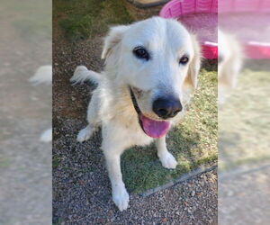 Labrenees Dogs for adoption in Ventura, CA, USA