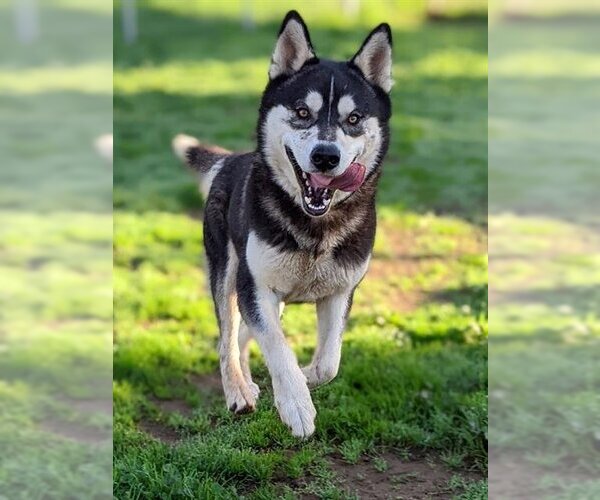 Medium Photo #1 German Shepherd Dog-Siberian Husky Mix Puppy For Sale in Sacramento, CA, USA