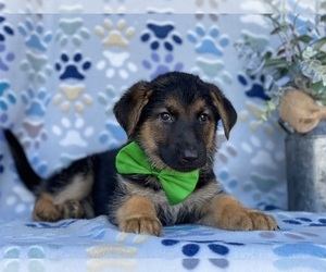 German Shepherd Dog Puppy for sale in LANCASTER, PA, USA