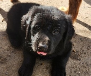 German Shepherd Dog-Golden Retriever Mix Puppy for sale in MODESTO, CA, USA