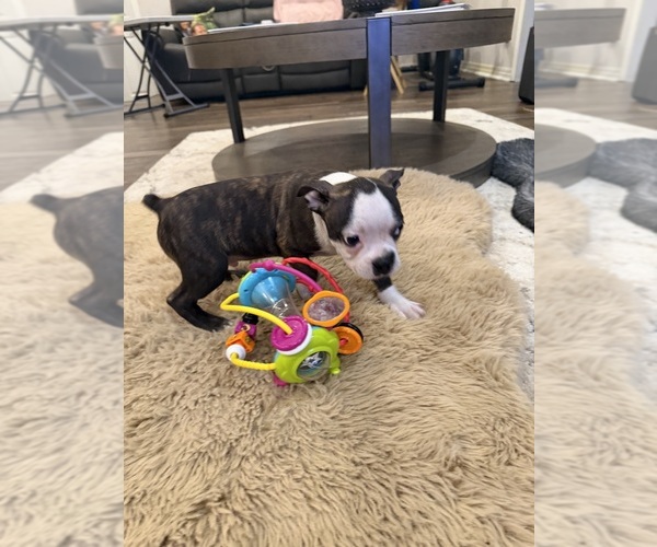 Medium Photo #10 Boston Terrier Puppy For Sale in FREDONIA, KS, USA
