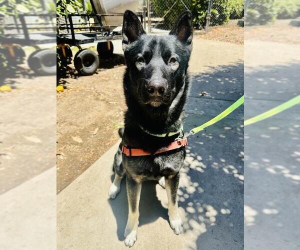 Medium Photo #1 Mutt Puppy For Sale in Santa Maria, CA, USA