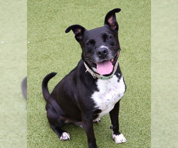 Medium Photo #10 American Pit Bull Terrier-Unknown Mix Puppy For Sale in Rockaway, NJ, USA