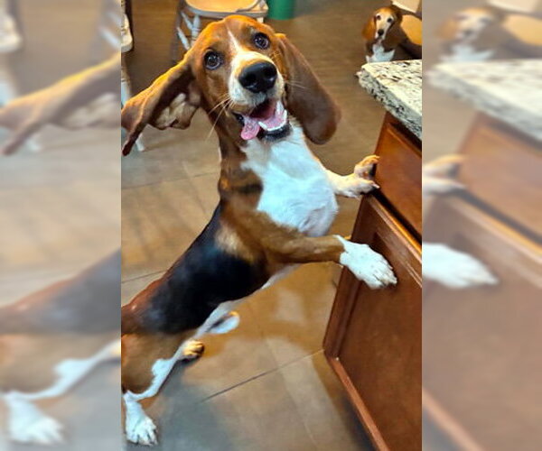 Medium Photo #2 Basset Hound Puppy For Sale in Deepwater, NJ, USA
