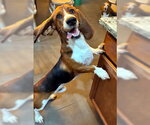 Small #1 Basset Hound