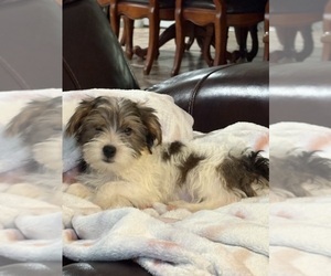 Yorkshire Terrier Puppy for sale in NACOGDOCHES, TX, USA