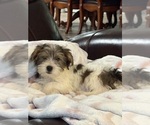 Image preview for Ad Listing. Nickname: Loki