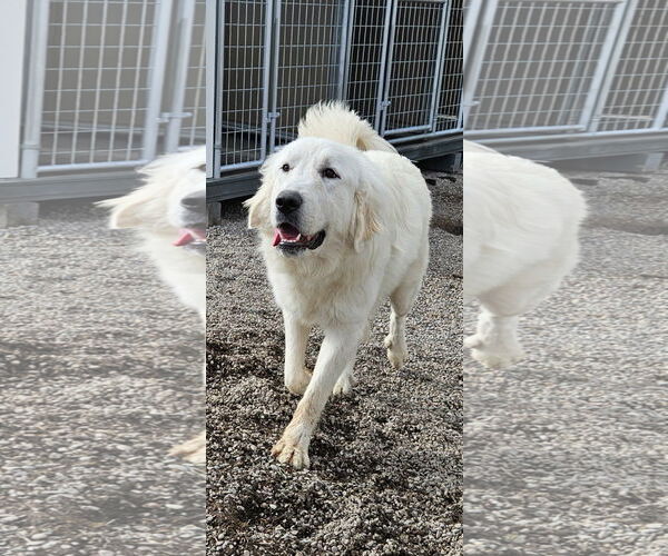 Medium Photo #4  Puppy For Sale in , 