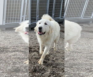 Great Pyrenees-Unknown Mix Dogs for adoption in Missoula, MT, USA