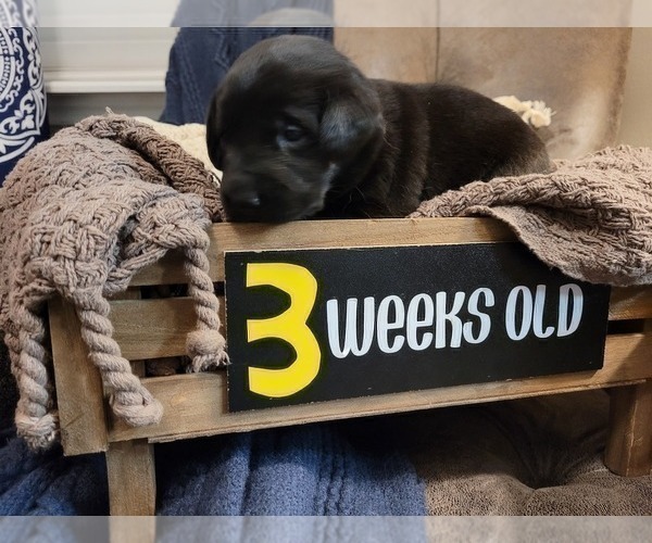 Medium Photo #3 Labrador Retriever Puppy For Sale in BONAIRE, GA, USA
