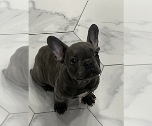 French Bulldog Puppy for Sale in SIDNEY CENTER, New York USA