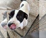 Small #3 Labrador Retriever Mix