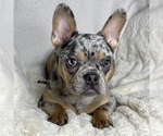 Small Photo #6 French Bulldog Puppy For Sale in BOTHELL, WA, USA