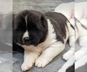 Akita Puppy for Sale in MUNROE FALLS, Ohio USA