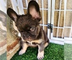 Small #8 French Bulldog