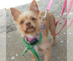 Small #2 Chihuahua Mix