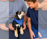 Small Beagle Mix