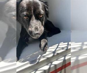 Labrador Retriever-Unknown Mix Dogs for adoption in Houston, TX, USA