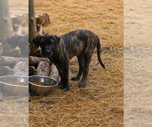 Presa Canario Puppy for sale in ANSON, ME, USA